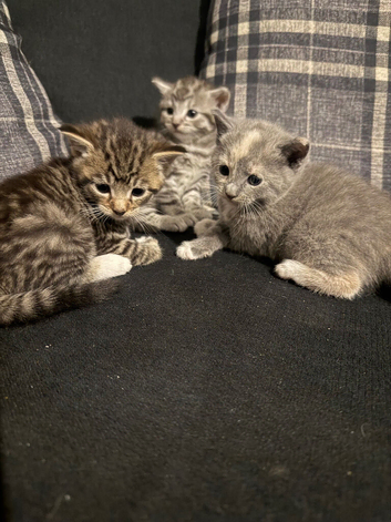Adorable Kittens Looking for Their Forever Homes