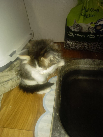 1 male kitten