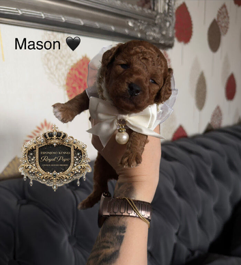 5-star licensed ESPONJOSO Exclusive Half Asian Toy Poodles | August 2026