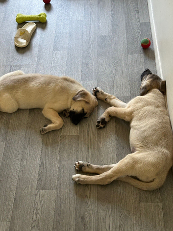 Beautiful kangal pup&rsquo;s