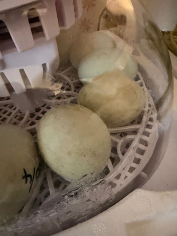 Hatching eggs