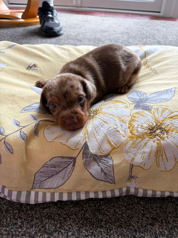 4 beautiful male puppy&rsquo;s looking for forever homes