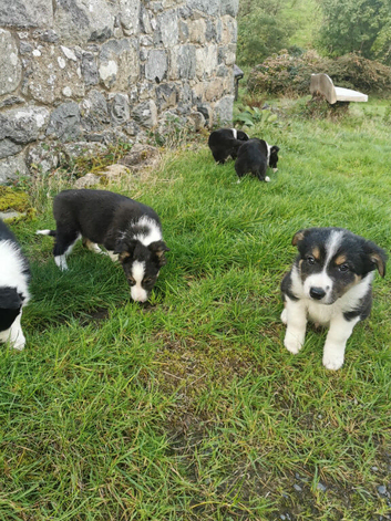 Lovely Border Collie puppies