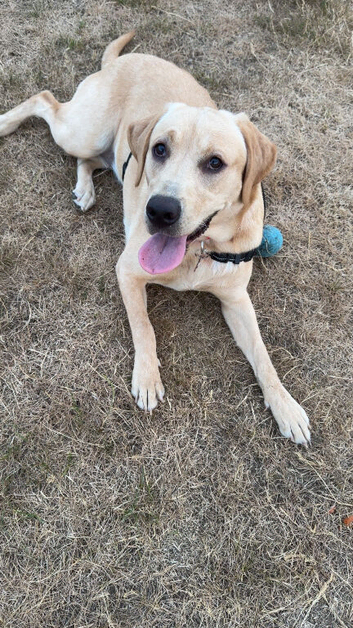 1 year old female labrador