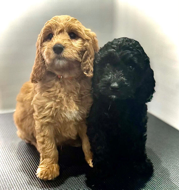 READY TODAY!!!! Gorgeous litter of 11 mini Goldendoodles