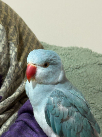 Blue Ringneck Bird for sale