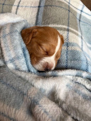 Golden girl cocker spaniel