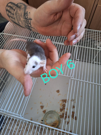 Baby male dumbo  rats