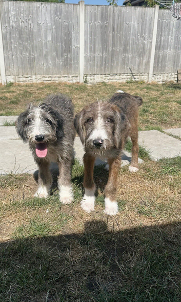 Quality Borderdoodles needing for homes
