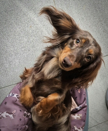 KC Miniature dachshund girl