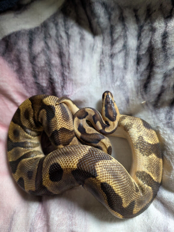 Royal pythons