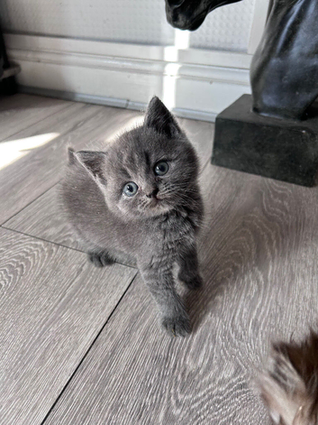 Beautiful bsh