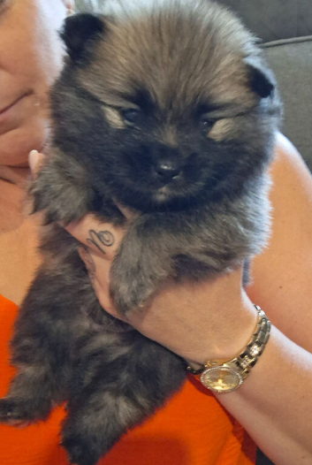 Beautiful pomeranian pups 3wks old