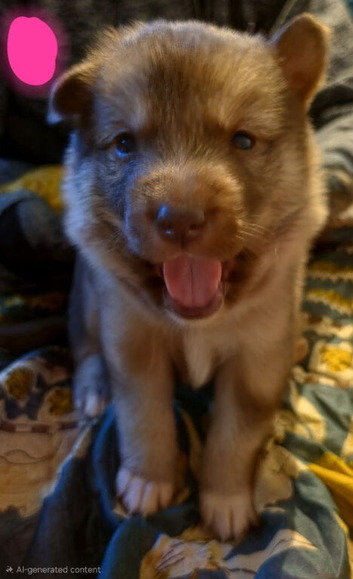 husky mix breedpuppies (READ DESCRIPTION)