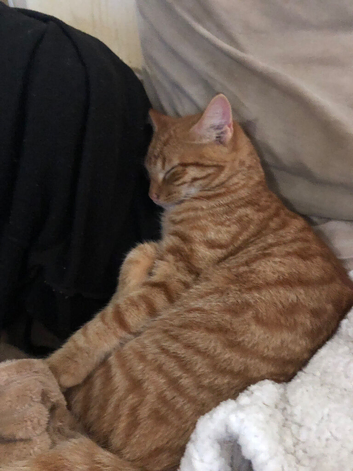 Ginger kitten