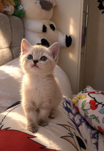Bengal x British longhair