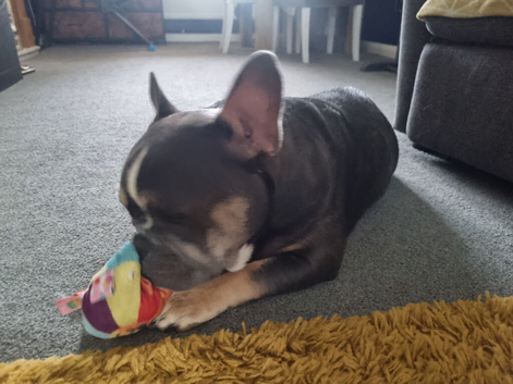French/english bulldog puppy