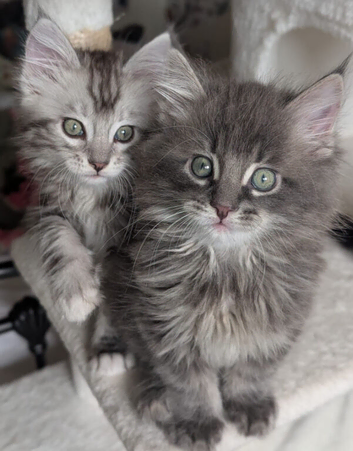 Two perfect brothers ready now