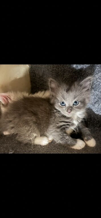 Beautiful kittens fluffy