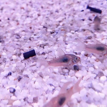Bristlenose Pleco and bronze Coreys for sale