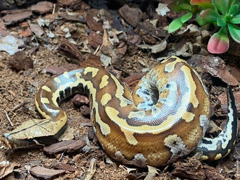Blood Python het T- Albino at Birmingham Reptiles