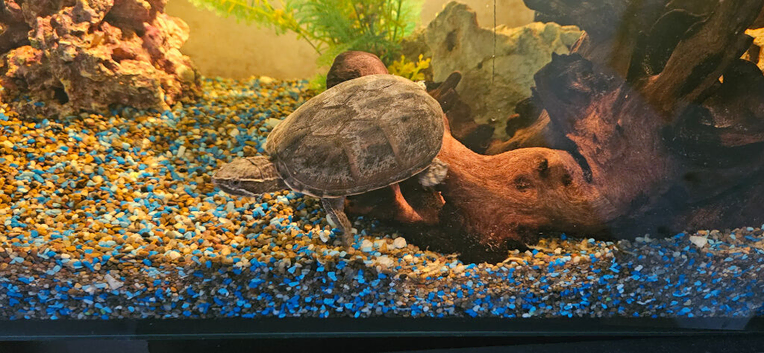 2 musk turtles