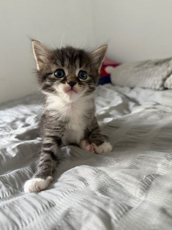 MAINECOON MIX KITTENS