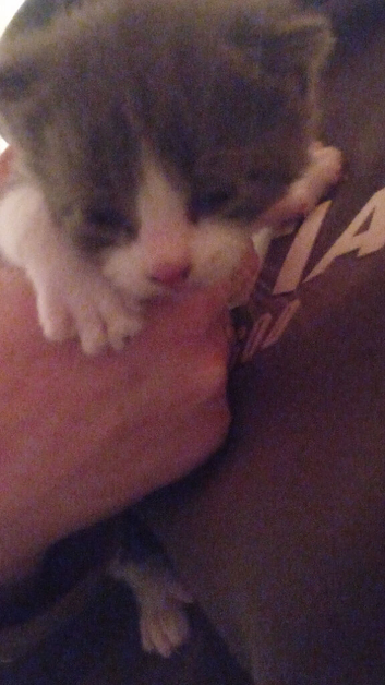 Kittens looking for there forever homes