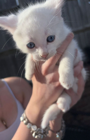 RARE british shorthair kittens