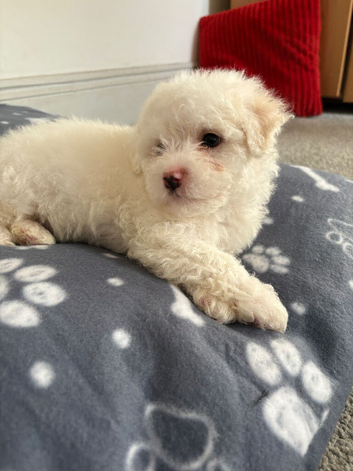 Puppy's for sale