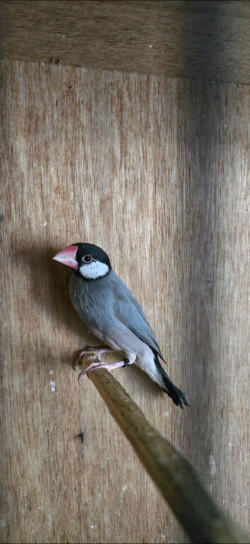 1 Female Java finch
