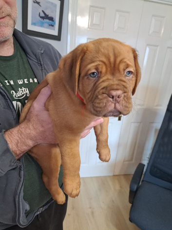 ** ALL PUPS NOW SOLD**