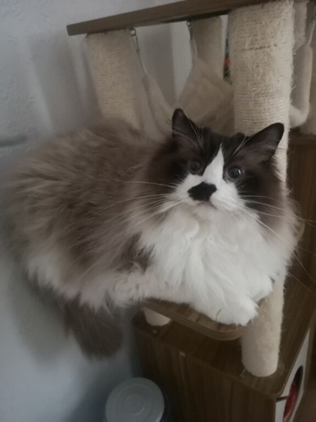 Male Ragdoll cat