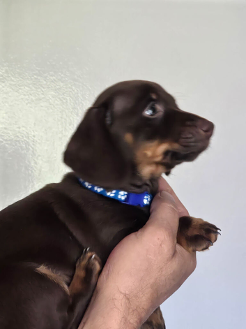 Miniature dachshund