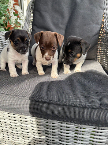 Jack Russel pups