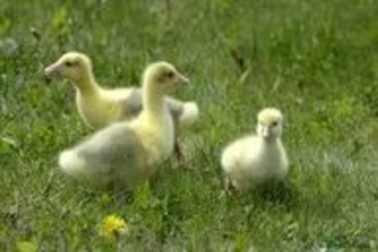 Embden Geese