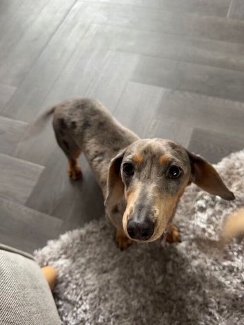 Miniature dachshund