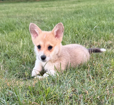 KC Corgi Pups ** Last girl remaining**
