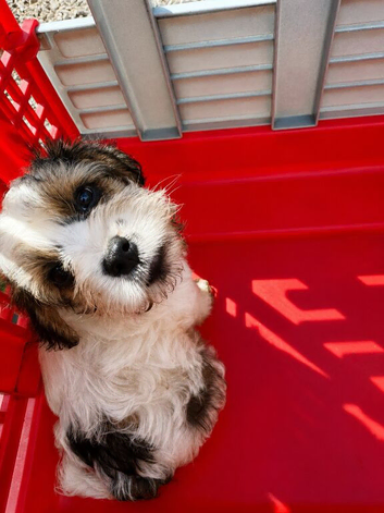Handsome Terrier Cross Puppy &ndash; Ready Now