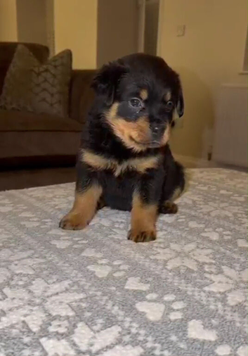Rottweiler pups KC Registered + Champ Bloodlines