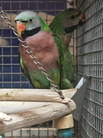 Stunning Moustache Parrots