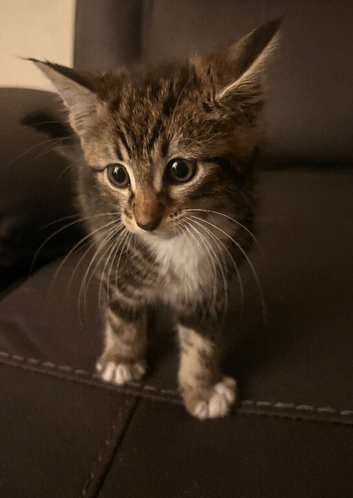 4 kittens