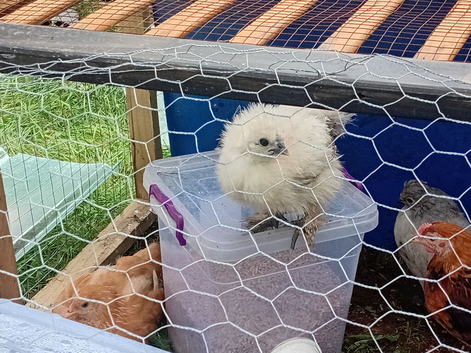 6 week old chickens for sale