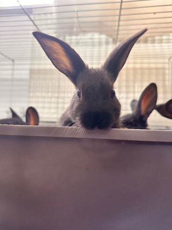 Confident, tame baby bunnies