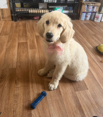 Beautiful female golden retriever