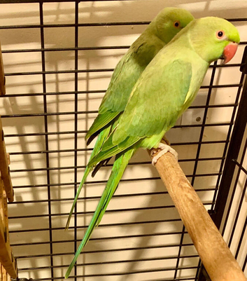 Indian Ring Parrots