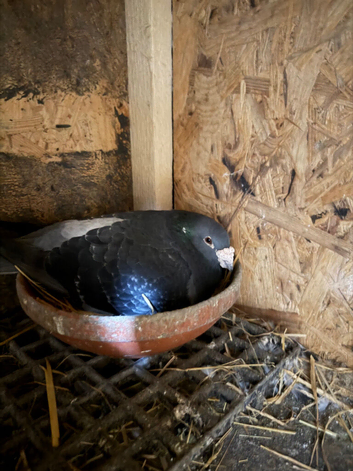 Racing pigeons
