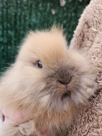 Cute double maned lionheads