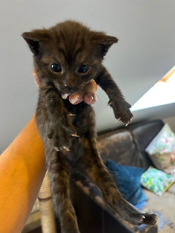Maine coon kittens available in three weeks