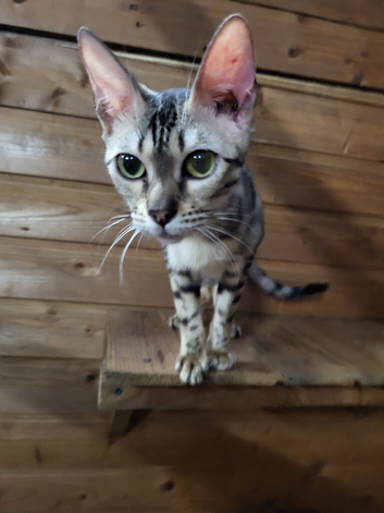 Silver Rosette bengal